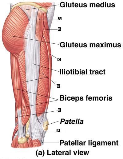 Image result for Thigh Muscles Side View