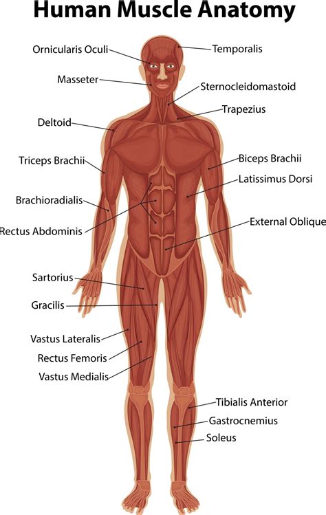 Image result for Muscles of Human Body