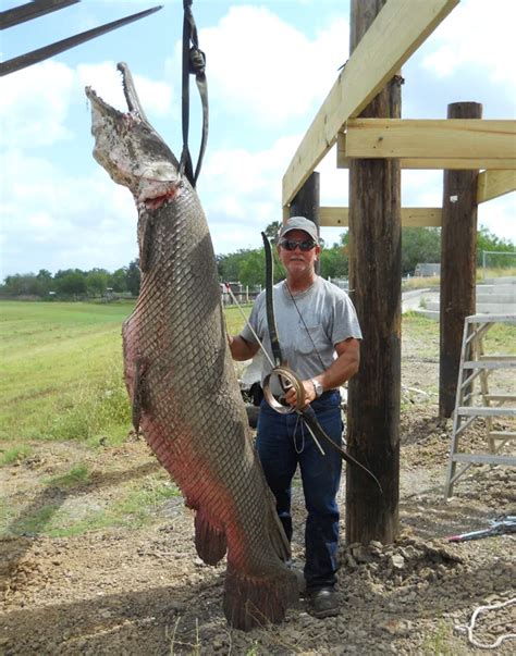 World's Largest Alligator Gar Fish に対する画像結果