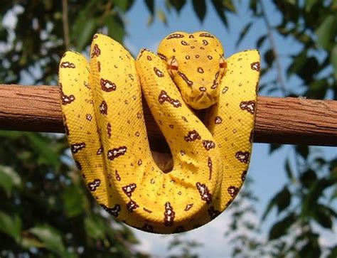 Image result for Rainbow Green Tree Python