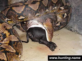 Image result for Python Snake Eating Pig