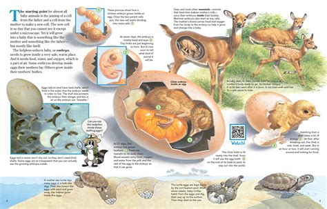 Image result for Animal Development Models