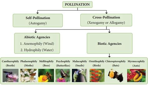 Afbeeldingsresultaten voor Flow Chart On Pollination and Agents Class 7