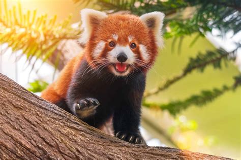 Toradh íomhá ar Red Panda Information
