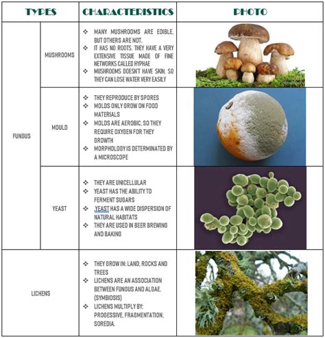 Diagram of Different Types of Fungi に対する画像結果
