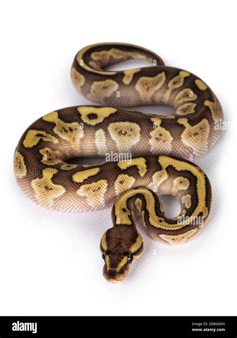 Pastel Lesser Ball Python に対する画像結果
