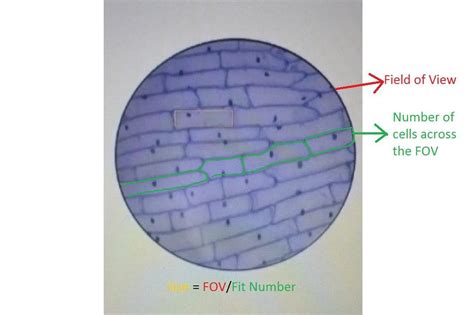 4X Microscope View എന്നതിനുള്ള ഇമേജ് ഫലം