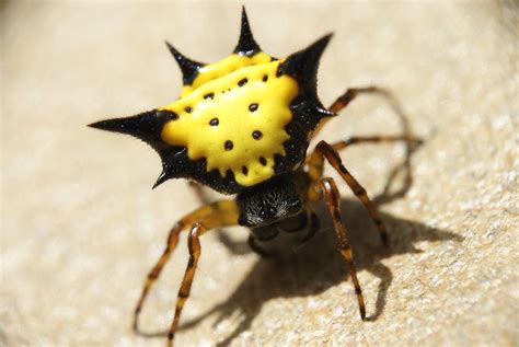 Shell Spider Yellow に対する画像結果