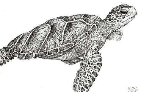 Image result for Real Turtle Drawing