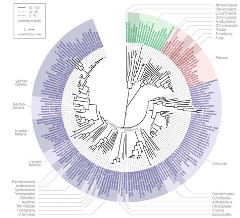 Bacteria Phylogenetic Tree - Where To Find?