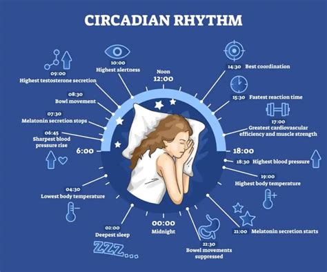 Circadian Rhythm Owl Lark Graph に対する画像結果