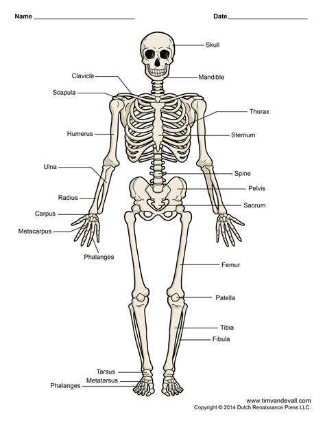 Toradh íomhá ar Skeleton Anatomy Blank