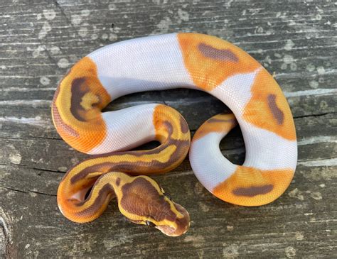 Image result for Pied Python