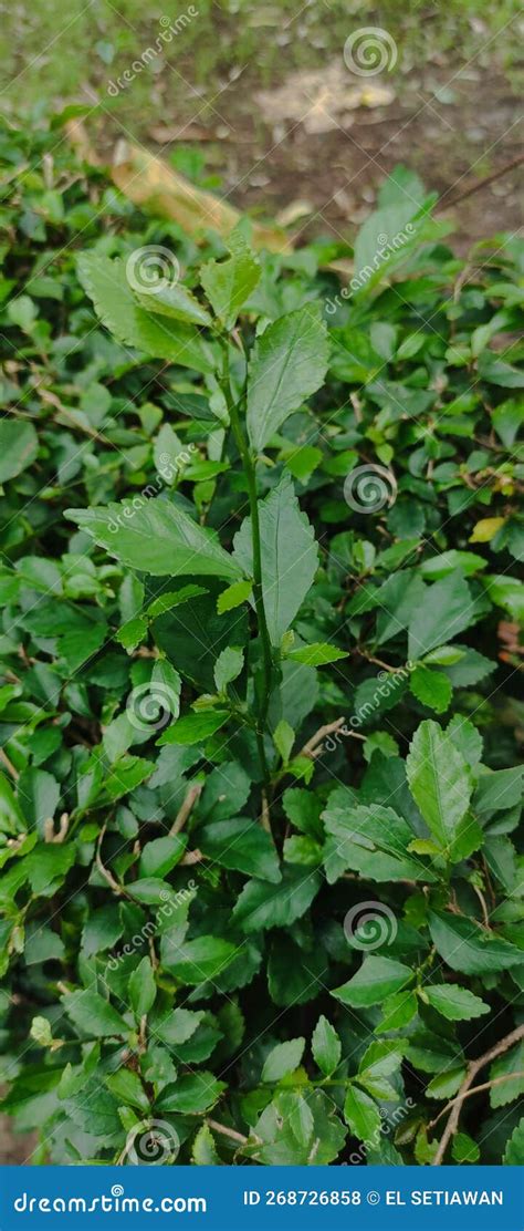 Toradh íomhá ar Tea Species