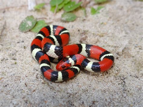 Toradh íomhá ar Scarlet Ball Python