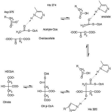 Image result for Thioester Hydrolysis Complement Cascade
