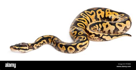 Image result for Normal Royal Python White Background