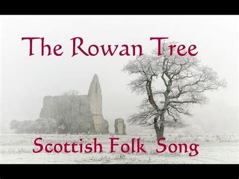 Image result for Rowan Trees in Scotland