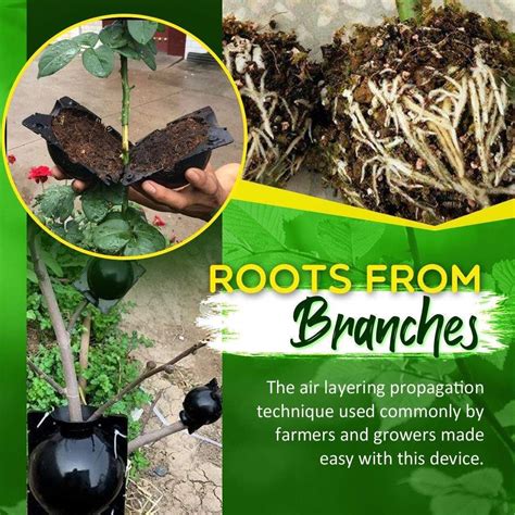 Root Growth Box に対する画像結果