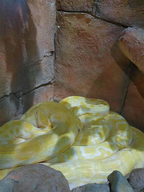 Afbeeldingsresultaten voor Vietnam Python