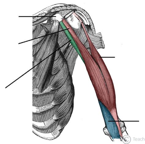 Image result for Muscle Structure Upper Arm