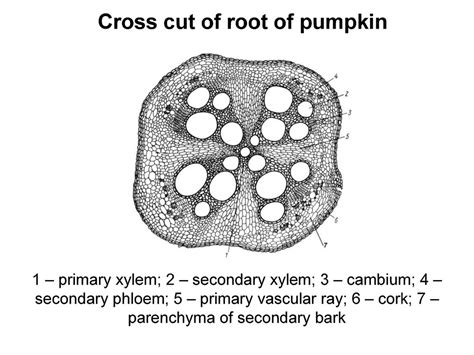 Image result for Three Root System