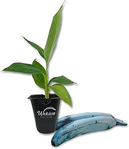 Toradh íomhá ar Seeds Musa Blue Java