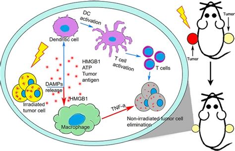 Image result for Tumor DC Macrophage
