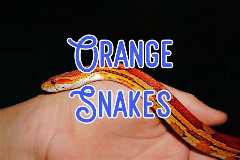 Image result for Python Snake Orange