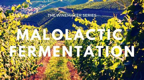 Wine Making Process Malolactic Fermentation に対する画像結果