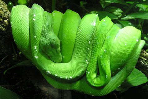 Image result for Green Tree Python Types