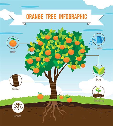 Image result for Orange Tree Root System