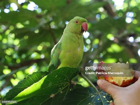 Toradh íomhá ar Rose-ringed Parakeets