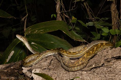 Image result for Scrub Python Racetrack