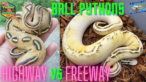 Carball Python に対する画像結果