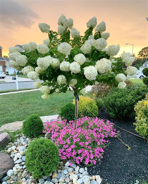 Image result for Hydrangea Tree