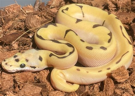 Image result for Fire Spider Ball Python
