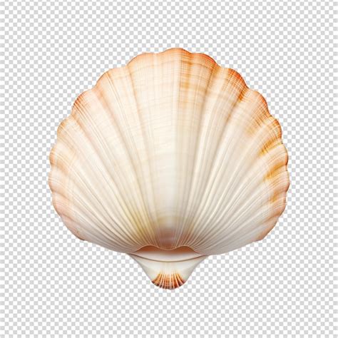 Image result for Sea Shells Transparent Background