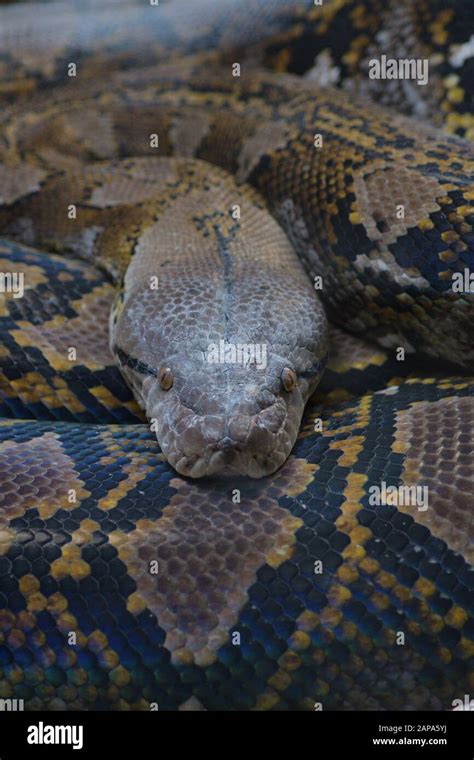 Image result for Red Headed Python