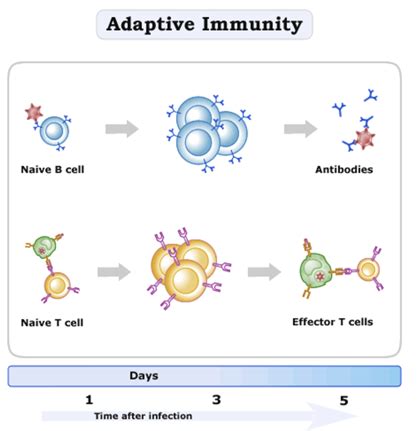 Humoral Cellular Immunity に対する画像結果