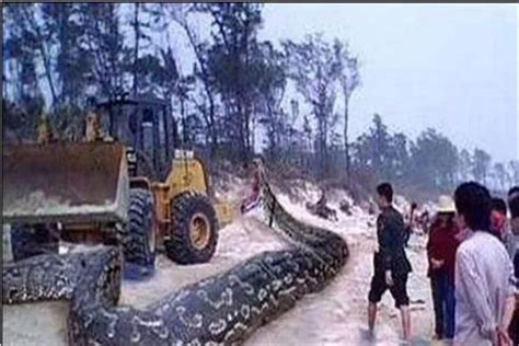 Image result for Python at a Graveyard