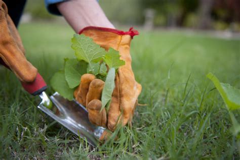 Image result for Best Pre-Emergent Weed Control