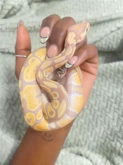 Image result for Nails Ball Python