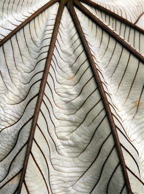 Image result for Abstract Nature Patterns