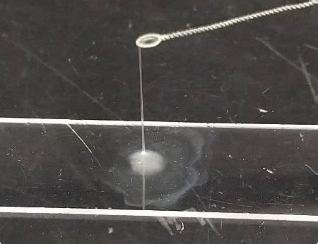 Image result for Free Float Staining