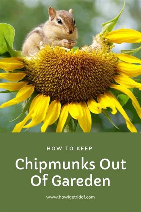 Afbeeldingsresultaten voor How to Keep Chipmunks From Garden