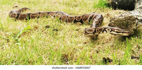 Image result for Wild-Type Royal Python