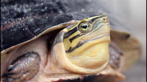 Image result for Turtle Half Way Out of Shell