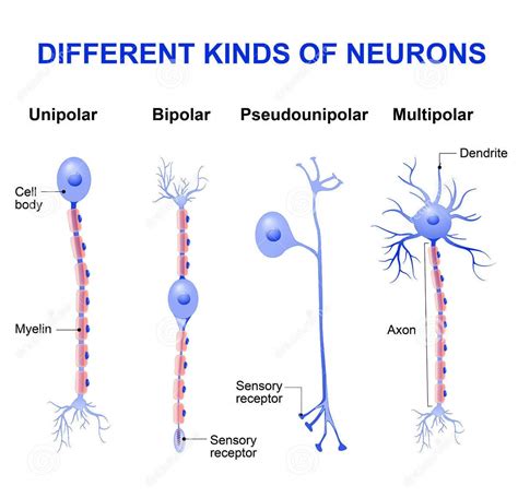 Image result for Neuron Structure