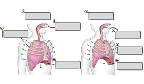 Image result for Inhalation Exhalation with Baloon Diagram